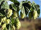 Chinook Beer Hops Vine - Humulus - Grow your own Beer! - 2.5