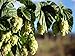 Chinook Beer Hops Vine - Humulus - Grow your own Beer! - 2.5" Pot