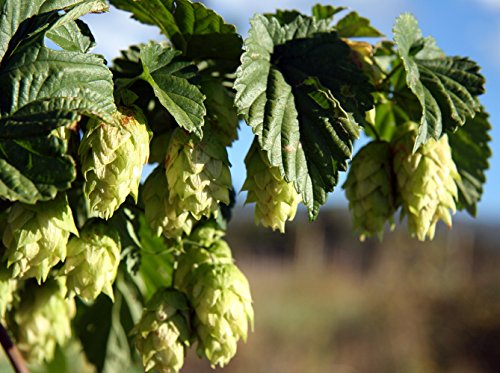 Chinook Beer Hops Vine - Humulus - Grow your own Beer! - 2.5 Chinook Beer Hops Vine - Humulus - Grow your own Beer! - 2.5