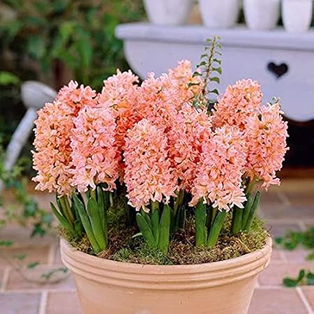 FernsFly IMP. Hyacinth Aromatic Charming Flower Bulbs Winter Flower Home Pot / Land Gardening Bulbs Blooming planting (Pack of 2 Gipsy Queen Hyacinth)