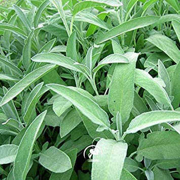 Marseed 100 Piezas Plantas Raras Cultivar un huerto casero Salvia ...