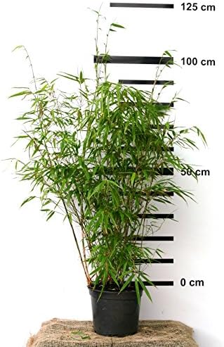 Bambus Fargesia Rufa Winterhart Horstig Und Schnell Wachsend Ideal Als Sichtschutz 80 100 Cm Hoch Amazon De Garten