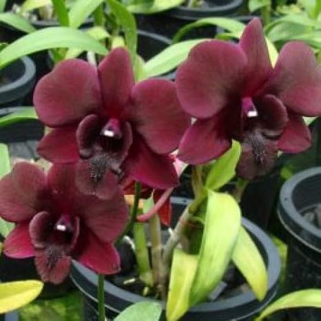 Florona Rare Dendrobium Orchid Black Cat Butachong 1 Healthy Live Seedling Plant On Pot Amazon In Garden Outdoors