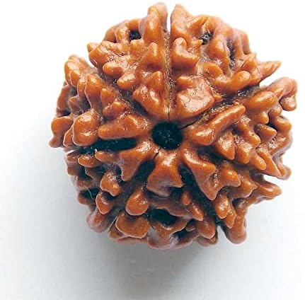 Rudrakasha Orignal 7 Mukhi Face Seven Rudrakasha Nepali Loose Bead