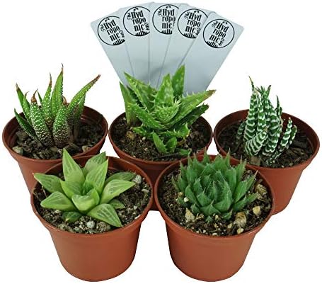 SucCuteLents 5 Pack - Live Aloe Succulent Plants Fully Rooted in Planter Pots with Soil - Real Potted Succulents Cactus Decor (Haworthia)