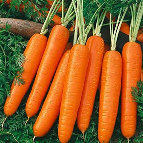 Carrot Scarlet Nantes Non GMO Heirloom Old Time Favorite Sweet Juicy Vegetable 100 Seeds by Sow No GMO® Carrot Scarlet Nantes Non GMO Heirloom Old Time Favorite Sweet Juicy Vegetable 100 Seeds by Sow No GMO®