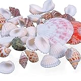 100g/pack Beach Mixed SeaShells Mix Sea Shell Shell Craft SeaShells Aquarium Decor,Type Random By Team-Management