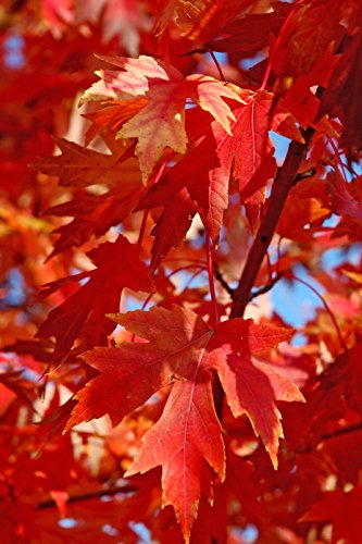 Autumn Blaze Red Maple Tree - Acer saccharinum - Heavy Established Roots - Two Gallon Potted - 1 plant by Growers Solution