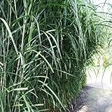 Chinagras Riesen Chinaschilf Miscanthus sinensis giganteus