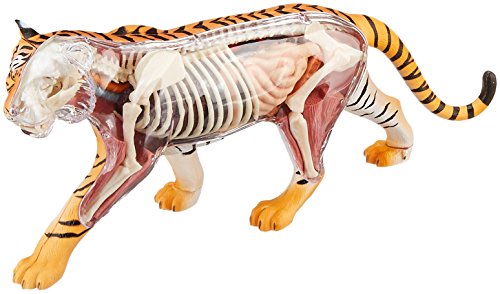 Famemaster 4D Vision Tiger Anatomy Model
