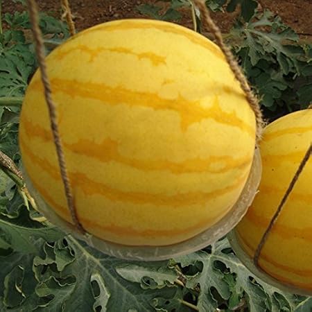 Golden Hills Farm Watermelon Plants Yellow Fruit Seeds -50 seeds
