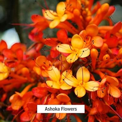 Buy Banyan Botanicals Ashoka Powder Certified Organic 1 2 Pound Saraca Indica Traditional Uterine Tonic That Supports Healthy Menstruation Online In Indonesia B00edo1keo