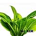 Echinodorus Parviflorus Rosette Amazon Sword Live Aquarium Plant Rooted Bundle for Freshwater Aquatic Tank Decorations by Mainam