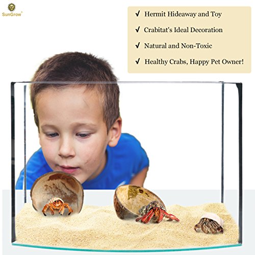 2 SunGrow+Hermit+Crab+Food+Bowls