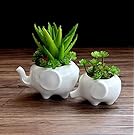 Sea star Set of 2 Cute Elephant Flower Pot,Modern White Ceramic Succulent Planter Pots / Tiny Flower Plant Containers (Elephant)