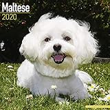 Maltese Calendar - Dog Breed Calendars - 2019 - 2020 Wall Calendars - 16 Month by Avonside (Multilin by 