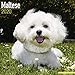 Maltese Calendar - Dog Breed Calendars - 2019 - 2020 Wall Calendars - 16 Month by Avonside (Multilin by 