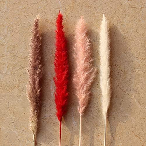 XdiseD9Xsmao 1/30Pcs Natural Delicate Delicate Dried Pampas Grass Reed Home Wedding Decor Photography Props Ornament Best Christmas Decoration Red 1pcs