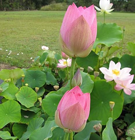 Florona Rare Hybrid Aquatic Plant Seed