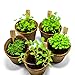 5 Herb Garden Seeds Starter Kit - Grow Cilantro, Parsley, Thyme, Sage and Basil Plant - Seedlicious Gardening Set Includes Everything a Kitchen Gardener Needs for Great Indoor Culinary Herbs