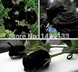 Mr.seeds China Rare Black Rose Flower seeds 200 pieces of high-quality, easy-to-grow family garden seeds La rosa negra Semillas.