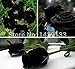 Mr.seeds China Rare Black Rose Flower seeds 200 pieces of high-quality, easy-to-grow family garden seeds La rosa negra Semillas.