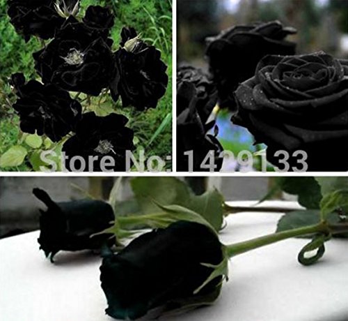 Mr.seeds China Rare Black Rose Flower seeds 200 pieces of high-quality, easy-to-grow family garden seeds La rosa negra Semillas.