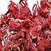 Indus Organics Mace Whole, 3 Oz Jar, Premium Grade, Hand Selected, Freshly Packed
