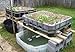 HOW TO BUILD A HOME GROWN AQUAPONICS SYSTEM CHEAP AT HOME: 12 volt & 110 volt Aquaponics - Grow Fast Fresh Vegetables and Healthy Edible Fish