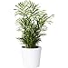 American Plant Exchange Parlor Palm – Live 6-Inch Potted Houseplant, Easy-Care Air-Purifying Indoor Palm, Low-Light Tolerant Tropical Plant for Home, Office, Bedroom & Modern Indoor Décor