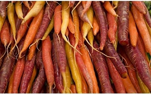 Variedad multicolor de zanahoria - CINTA DE SEMILLA - 7 m de cinta ...