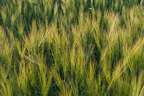 Barley (10 LBS)