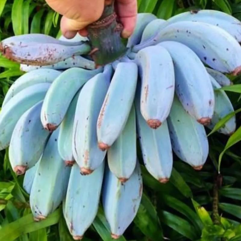 Blue Java Banana Tree Live Plant For Planting, Ice Cream Banana Plant Live, Cold Hardy Banana