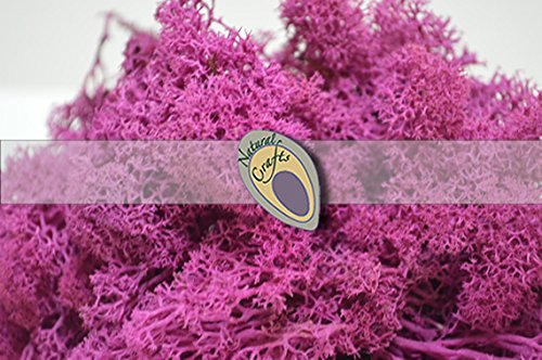 Deep Pink Natural Reindeer Moss 100g