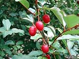*Seeds and Things Goumi Elaeagnus Multiflora 10 Seeds Can Be Grow As Bonsai