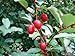 *Seeds and Things Goumi Elaeagnus Multiflora 10 Seeds Can Be Grow As Bonsai