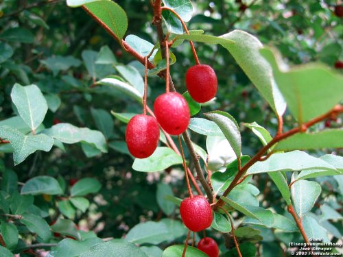 *Seeds and Things Goumi Elaeagnus Multiflora 10 Seeds Can Be Grow As Bonsai *Seeds and Things Goumi Elaeagnus Multiflora 10 Seeds Can Be Grow As Bonsai