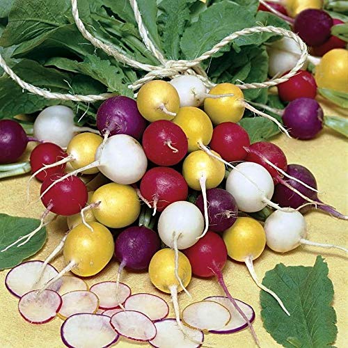 Radish Mix Color Easter Egg Around 250 Seeds - Thumbnail 4