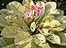 20 Fresh Seeds Plumeria Agave Rare Real Maya Vol.2