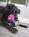 goDog Bugs Bee with Chew Guard Technology Plush Squeaker Dog Toy, Rainbow, Large