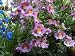 Butterfly Orchid- Schizanthus- Mix- 50 Seeds