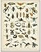 Insects Collection Entomology Illustration 11x14 Unframed Print – Bug & Insect Artwork, Scientific Insect Chart, Biology Classroom Decor, great for Office, Classroom, Farmhouse & Bug Lover Gifts