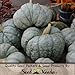 Package of 10 Seeds, Blue Moon Pumpkin (Cucurbita maxima) Non-GMO Seeds by Seed Needs