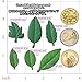Funshowcase 6 Leaves Fondant Leaf Candy Mold for Sugar Paste, Chocolate, Fondant, Butter, Resin, Polymer Clay, Wax, Soap, Crafting Projects and Cake Decoration