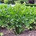 Celery Seed, Utah Tall, 25+ Seeds, Heirloom, Organic, Non Gmo, for Gardening