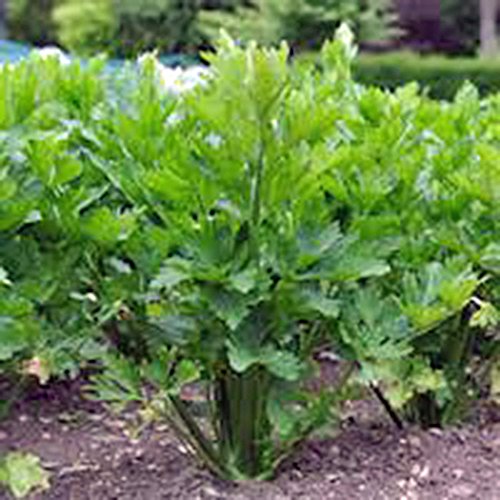 Celery Seed, Utah Tall, 25+ Seeds, Heirloom, Organic, Non Gmo, for Gardening Celery Seed, Utah Tall, 25+ Seeds, Heirloom, Organic, Non Gmo, for Gardening