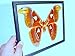 Biggest In The World 8 In Atlast Moth(F),Real A1 Taxidermy Frame Gift