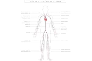 POSTER FOUNDRY Human Circulatory System Diagram Educational Chart Cool Wall Art Print Poster 24x36