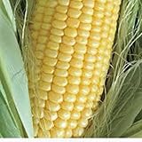 Great Premium CORN GOLDEN BANTAM HEIRLOOM NON-GMO ORGANIC 20+ SEEDS DELICIOUS AND SWEET VEGGIE