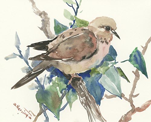 Mouring Dove Bird on Oak Tree